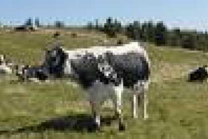Vache vosgienne - Vallée de Munster - Alsace